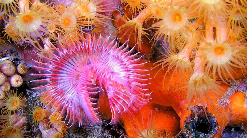 Tubeworm, Fan Worm, Serpula vermicularis, Feather Duster Worms, Tube Worm, Polychaete, Cabo Cope Puntas del Calnegre Regional Park, Mediterranean Sea, Murcia, Spain, Europe