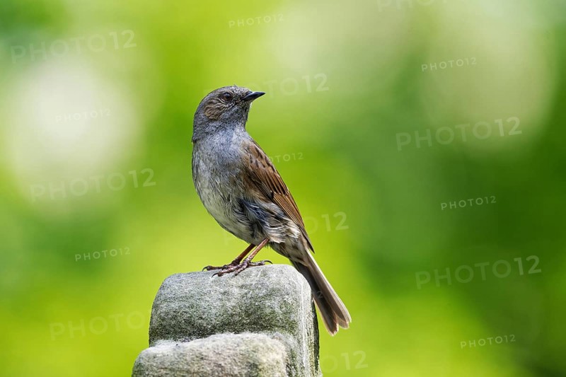 A dunnock in profile sits on a stone against a blurred green background and looks backwards