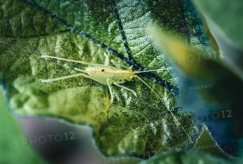 Little grasshopper