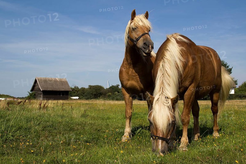 Landscape with horses