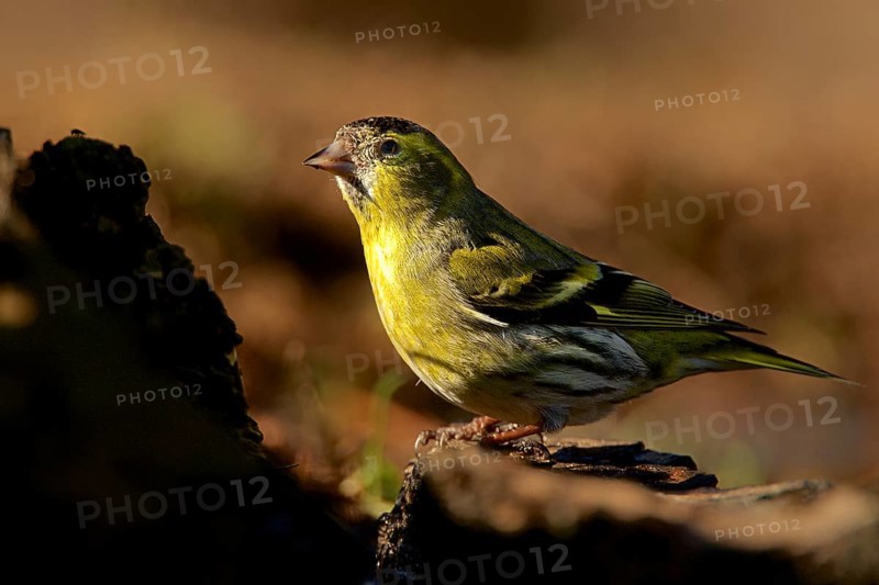 Siskin in morning light
