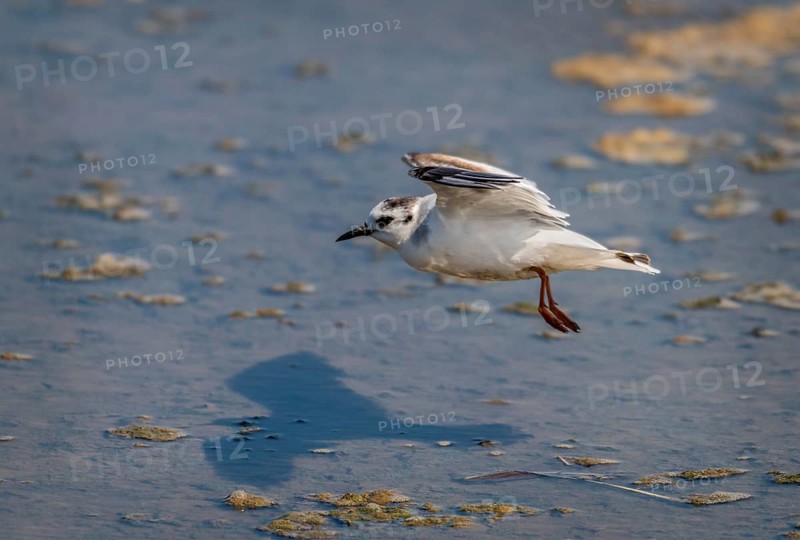 Little Gull, Searching for food
