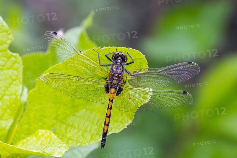 Large white-faced darter (Leucorrhinia pectoralis), animal, insect, dragonfly