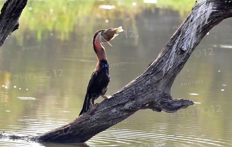 An African Darter with a fish at a lake in the Kruger Park, South Africa, Africa