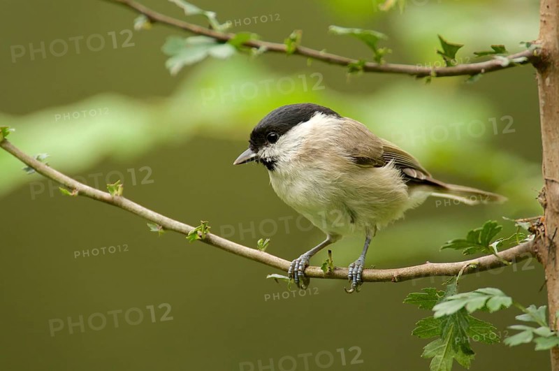Marsh Tit in a tree