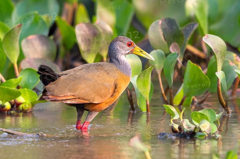 Cayenne alder (Aramides cajaneus), Pantanal, inland, wetland, UNESCO Biosphere Reserve, World Heritage Site, wetland biotope, Mato Grosso, Brazil, South America