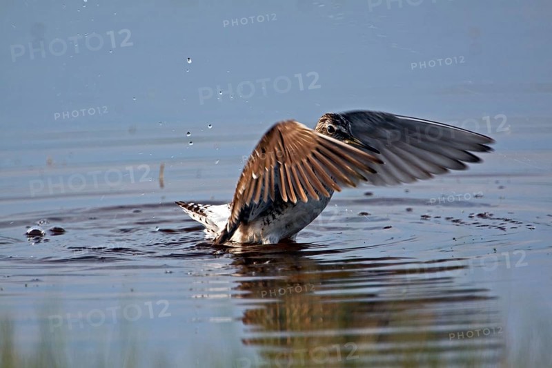 Wood Sandpiper, tringa glareola, Wood Sandpiper