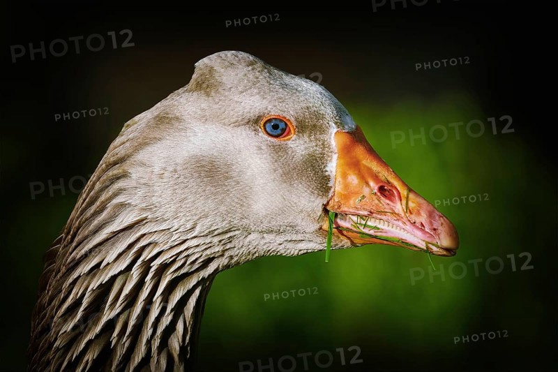 Portrait of Grey Goose against Green Background Amsterdam, Netherland