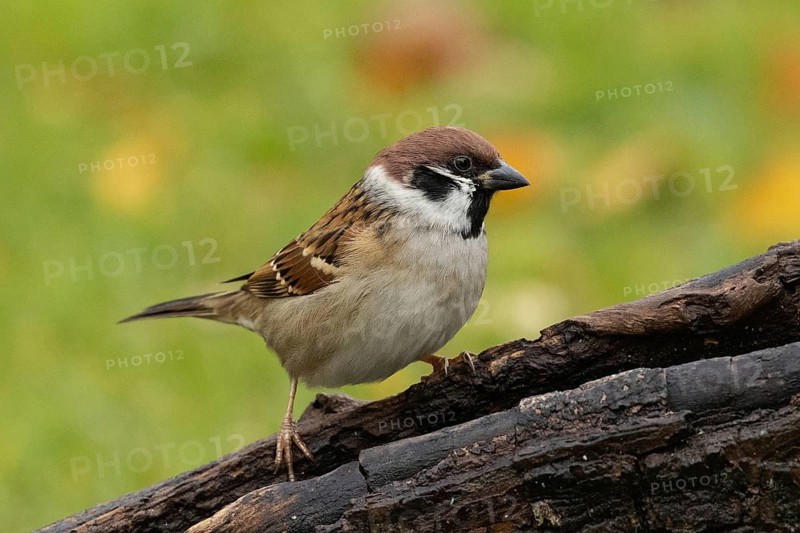 Tree sparrow sitting on a tree trunk seen from the front right