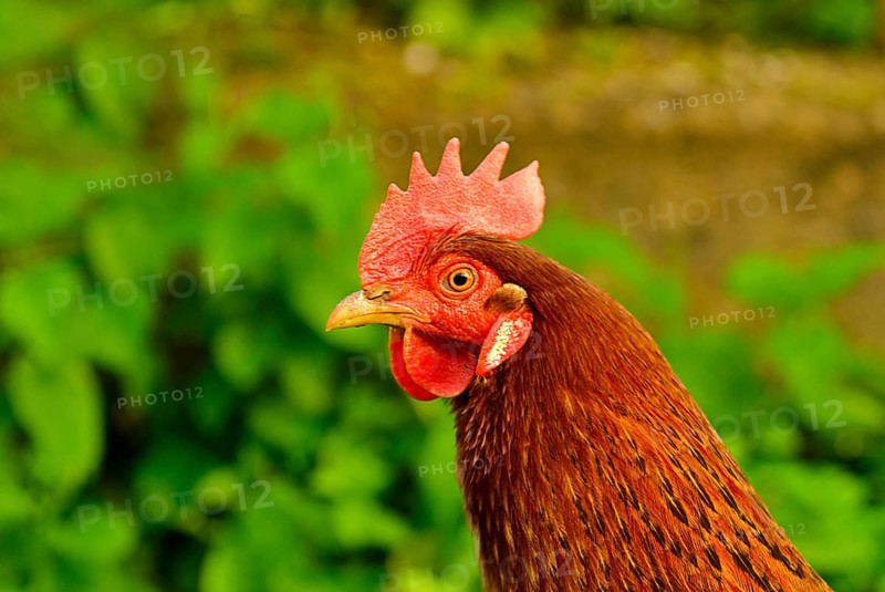 Cock close up on the farm, green grass background