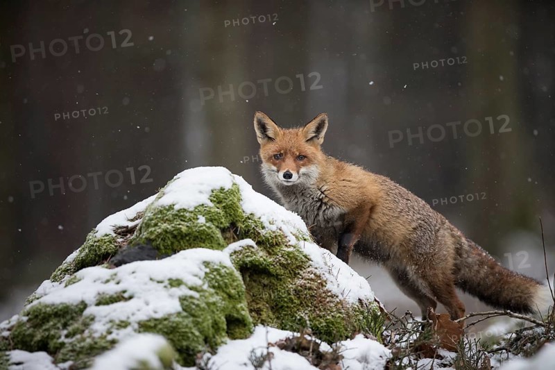 Red fox, Vulpes vulpes, red fox