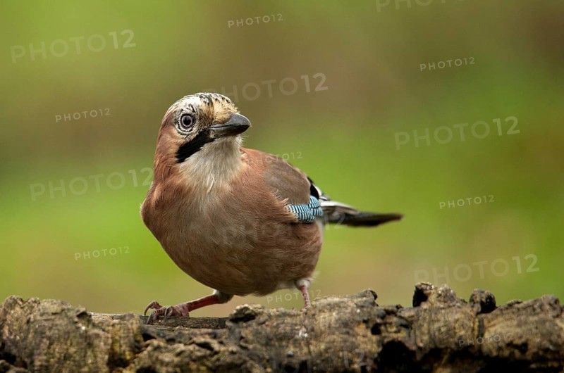 Attentive jay on a tree trunk