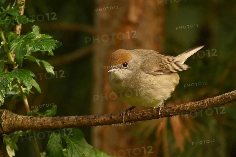 Blackcap (Sylvia atricapilla)