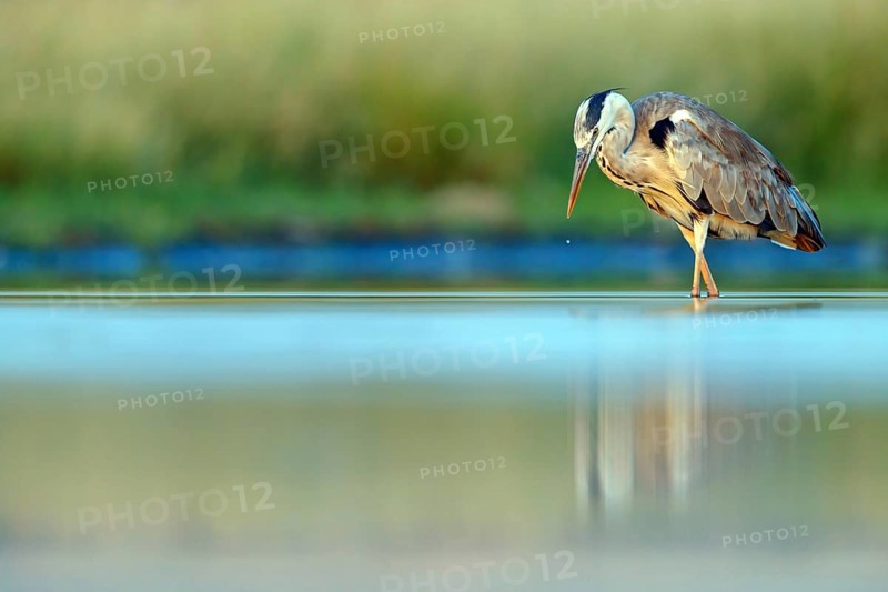 Great Egret, Heron, foraging, (Ardea cinerea) Salalah, Raysut, Dhofar, Oman, Asia