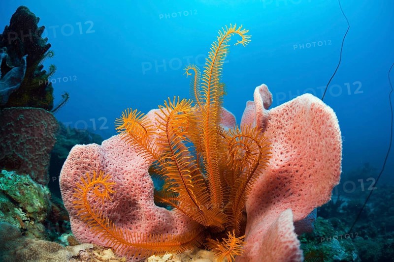 Caribbean coral reef, Caribbean, Dominica, Central America