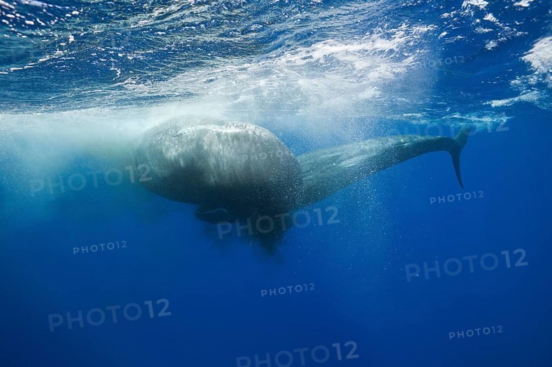 Rival sperm whales, fight, Physeter macrocephalus, Caribbean, Dominica, Central America