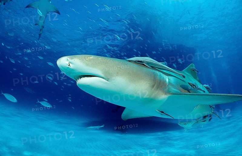Lemon Shark, Negaprion brevirostris, Bahamas, Grand Bahama Island, Atlantic Ocean, Central America