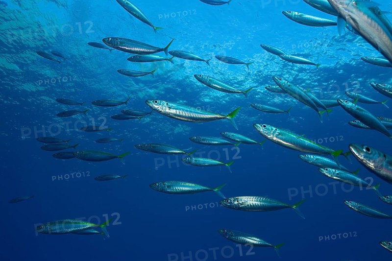 Pacific jack mackerel, Trachurus symmetricus, Guadalupe Island, Mexico, Central America