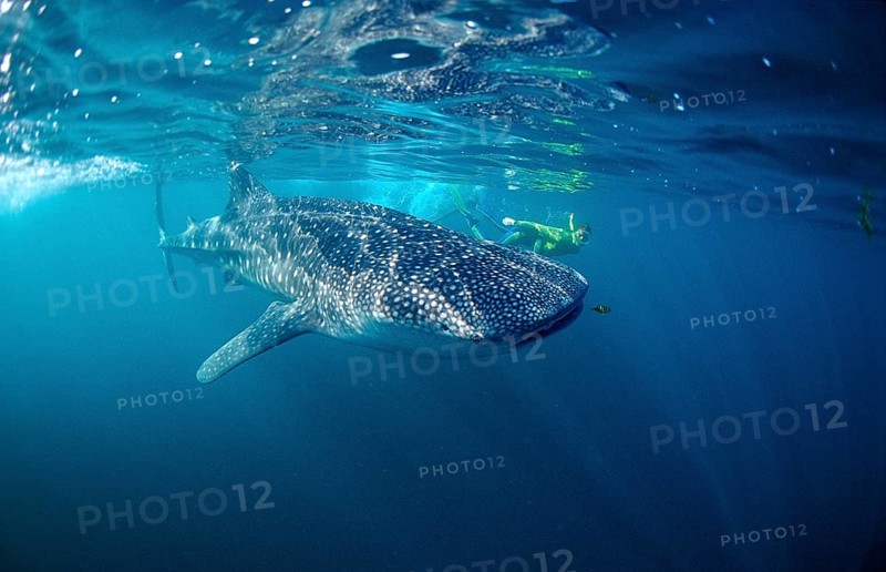 Whale shark and snorkeller, Rhincodon thypus, Djibouti, Djibouti, Africa, Afar Triangle, Gulf of Aden, Gulf of Tadjourah, Africa