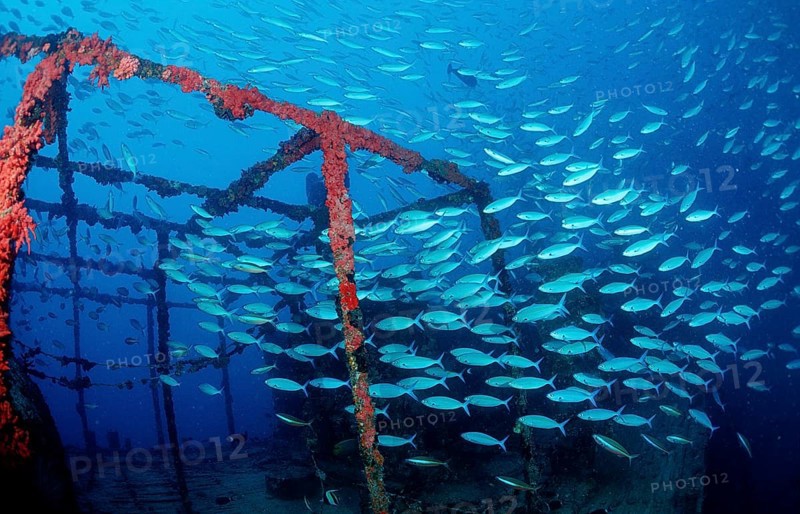Yellow-striped fusiliers on a shipwreck, Caesio caerulaurea, Maldives, Indian Ocean, Ari Atoll, Asia