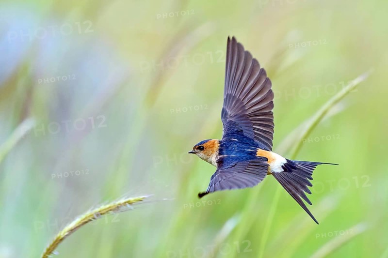 Rufous Swallow, (Cecropis rufula), Animals, Bird, Birds, Swallow, Swallow family, Lesbos, Greece, Europe