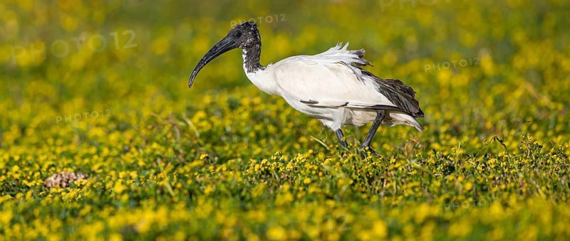 African sacred ibis, (Threskiornis aethiopicus), Pharaoh's ibis, family of ibises and spoonbills, biotope, habitat, foraging, False Bay Nature Reserve / Stran, Cape Town, Western Cape, South Africa, Africa