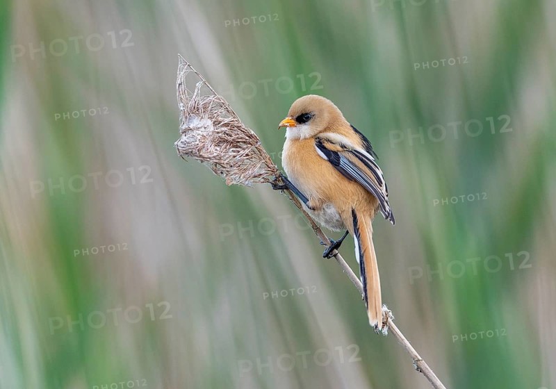 Animals, birds, a male bearded tit, juvenile, tits, (Panurus biarmicus) Vejlerne, Denmark, Europe