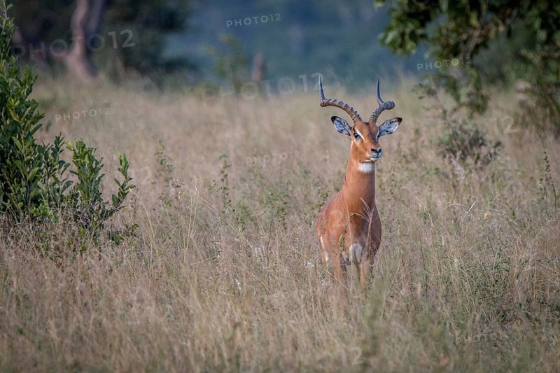 An Impala staring at the camera in the Sabi Sand Game Reserve, South Africa, Africa