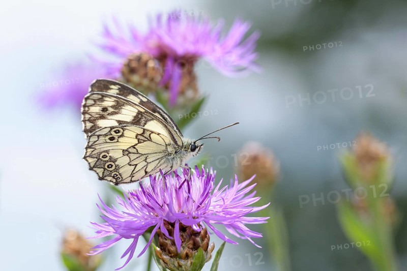 Melanargia galathea