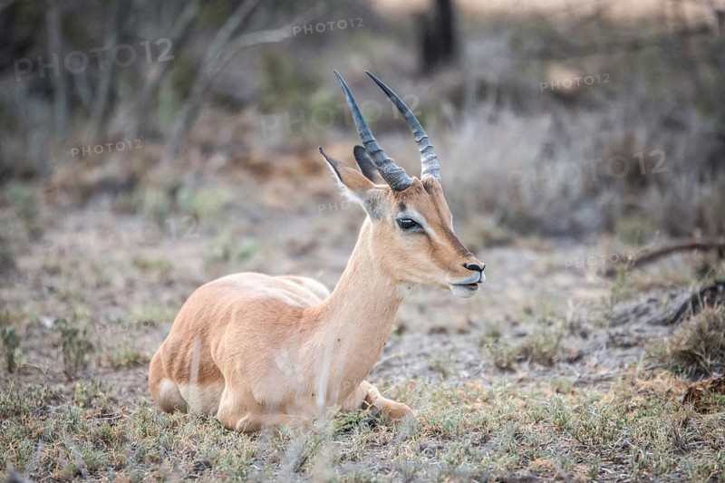 Young male Impala sitting in the grass in the Kruger National Park, South Africa, Africa