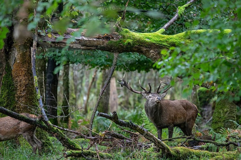 Red deer during the rut in Ireland (Cervus elaphus)