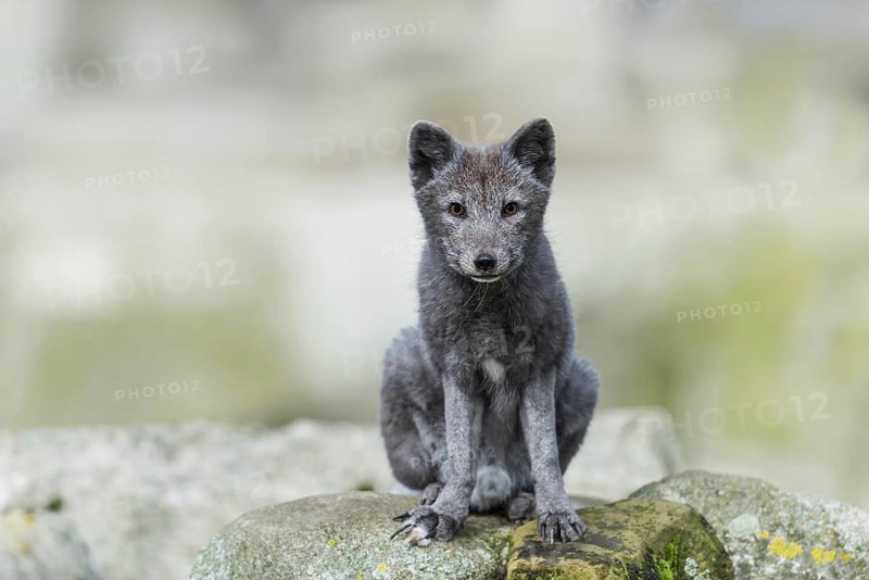 Arctic fox (Vulpes lagopus)