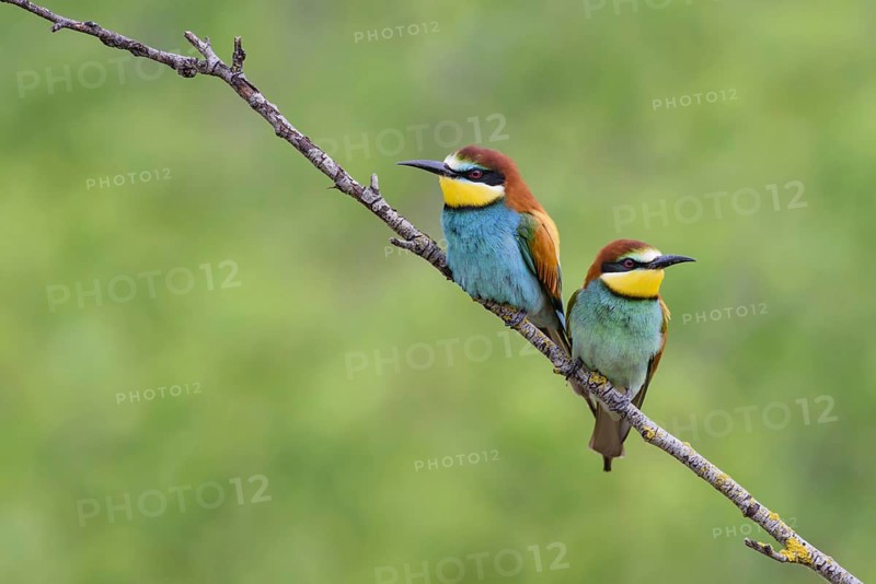 European bee-eater (Merops apiaster)