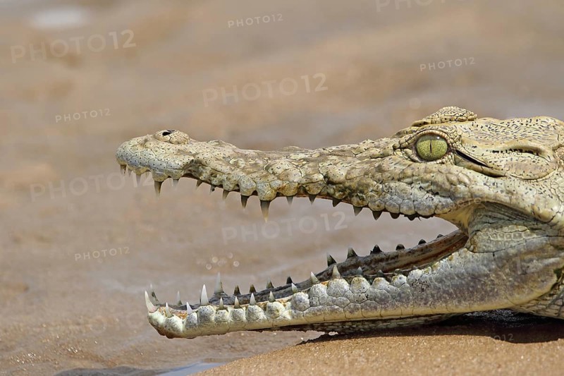 Nile crocodile portrait (Crocodylus niloticus)
