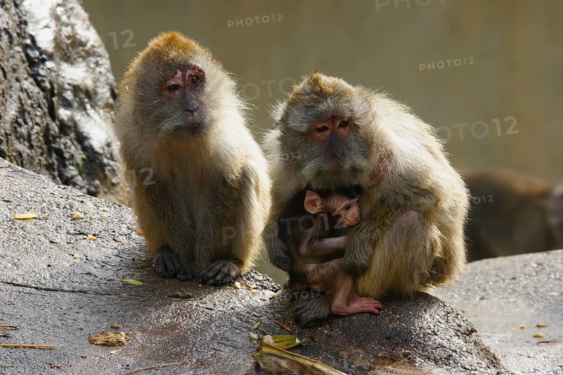 Java monkey with juvenile (Macaca fascicularis)