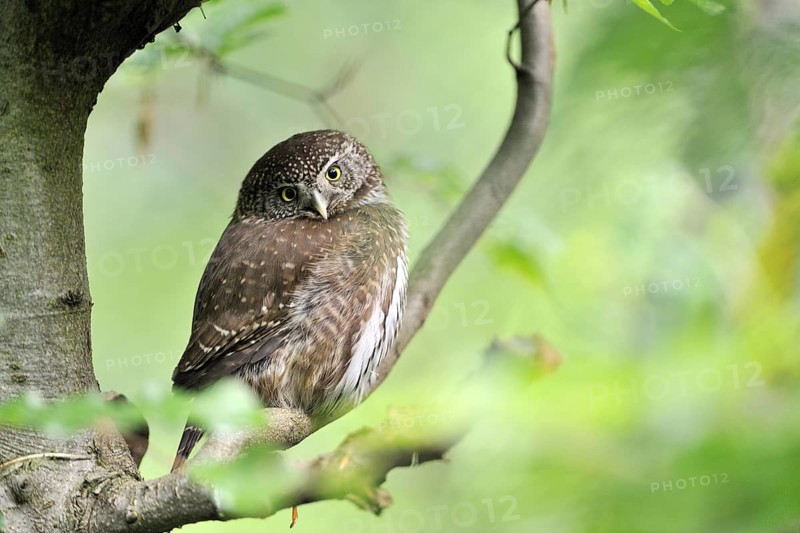 Pygmy Owl (Glaucidium passerinum)