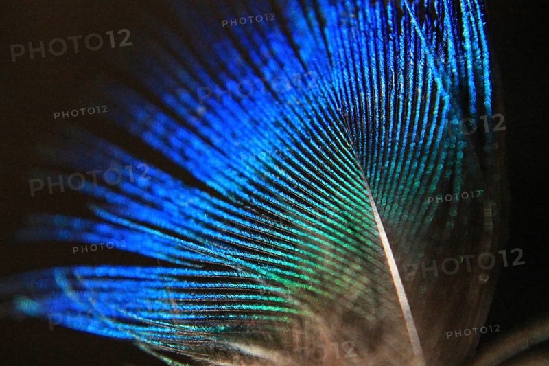 Feather peacock (Pavo Scalloped ribbonfish)