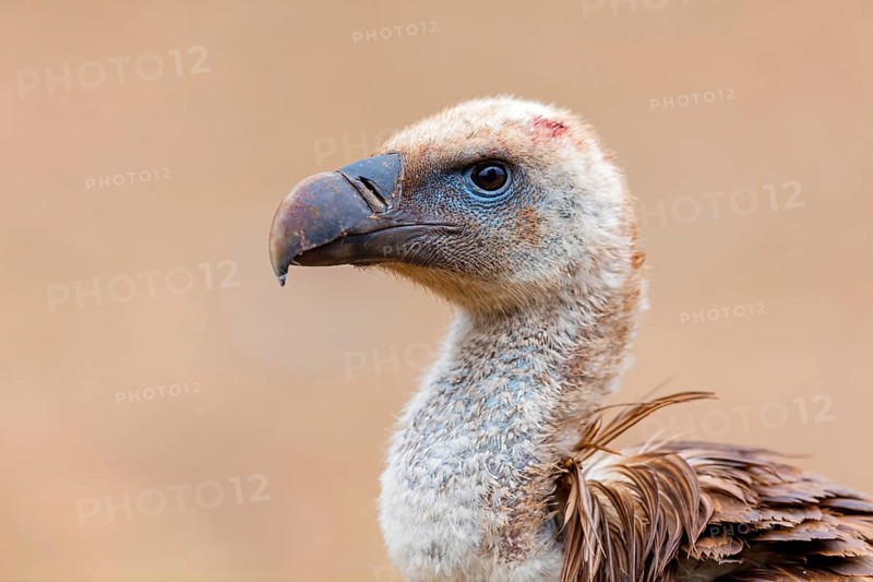Griffon vulture, (Gyps fulvus), animals, birds, vultures, alworld vulture, hawk family, Sierra de San Pedro, Herreruela, Extremadura, Spain, Europe