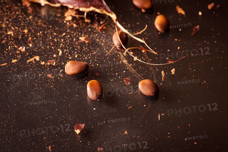 Close-up of the broken pod of an Honey Locust (Gleditsia triacanthos) with smen on a dark background