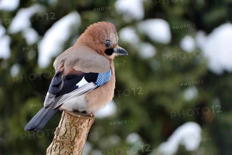 Eurasian Jay, Common Jay, Garrulus glandarius, Europe, Europe