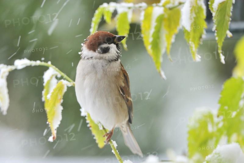 Eurasian Tree Sparrow in winter. Eurasian Tree Sparrow