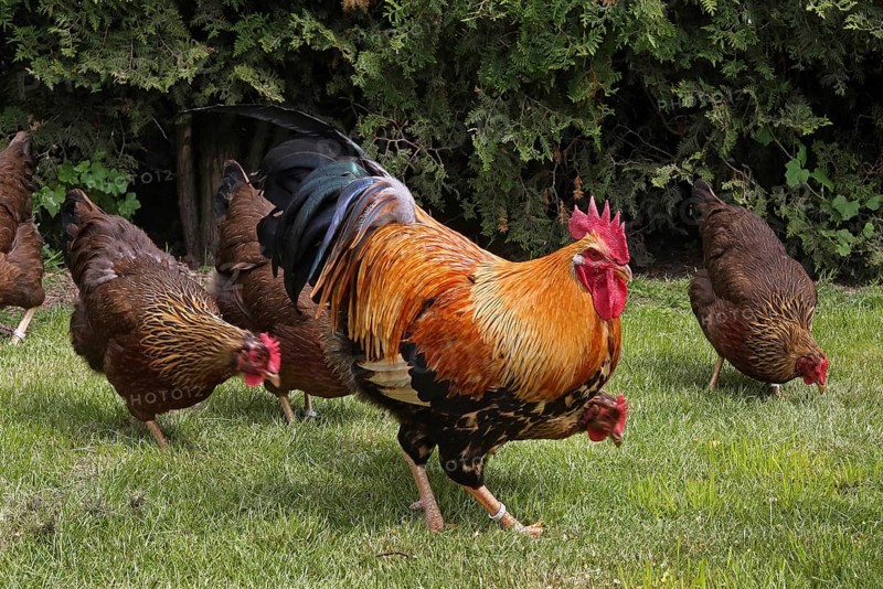 Chickens, Welsumer chicken breed