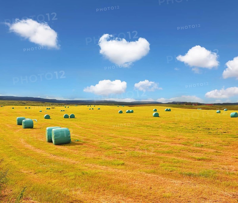 Rural field after harvest. Mown grass folded into a neat stack and packed in special bags of plastic