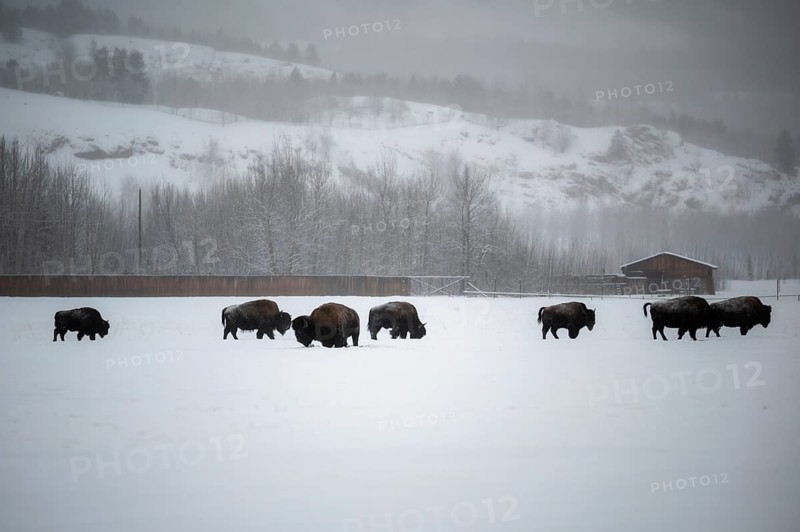 Herd of buffalo grazing in snowy terrain in front of wooded hills, Yukon, Canada, Yukon Wilderness Preserve Park, North America