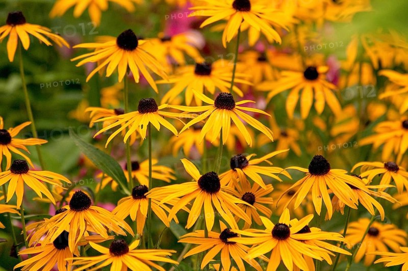 Yellow coneflower blossoms in a garden, spreading sunny atmosphere and summer joy, Borken, münsterland, germany