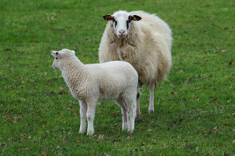 A sheep and a lamb standing on a green meadow, sheep with small lambs on a green meadow, borke, germany