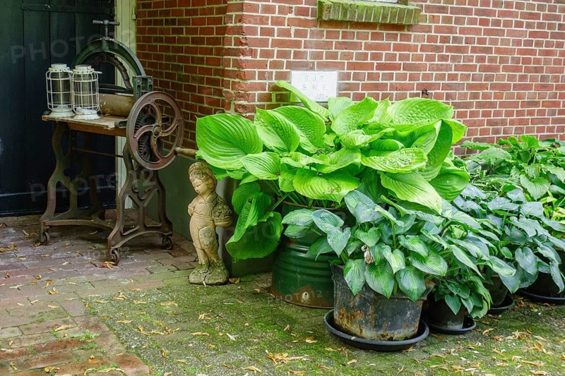 An arrangement of plants in pots in front of a brick wall with antique elements, Aalten, Gelderland, Netherlands