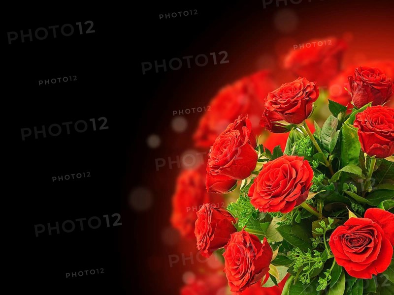 Illustration of the Red Rose Bouquet With Copyspace