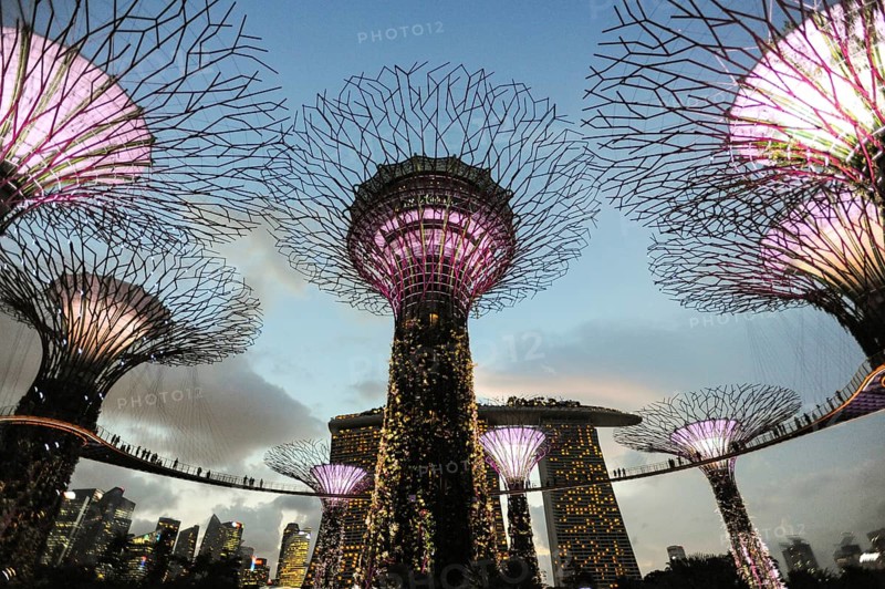 03.06.2015, Singapore, Republic of Singapore, Asia, Evening light show in the park area of the Supertree Grove in Gardens by the Bay. Pedestrian bridges connect the illuminated giant trees. In the background is the Marina Bay Sands Hotel with its curved SkyPark at a height of 200 metres, Asia