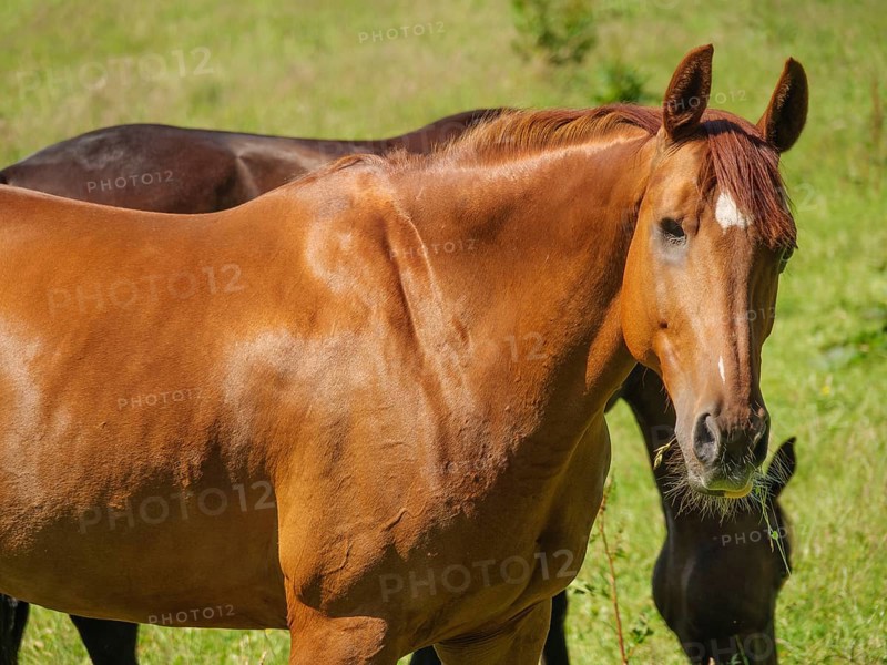 Close-up of a brown horse standing on a green meadow in summer, Flensburg, SChleswig-Holstein, Germany, Europe